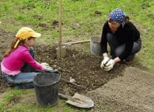Zakładanie grządek rozpoczynamy gdy ziemia ogrzeje się i obeschnie, czyli gdy już nie klei się do butów. Jak najszybciej wyrównujemy jej powierzchnię, by ograniczyć utratę wilgoci. Następnie rozsypujemy nawozy i kompost,motyczymy, grabimy, rozbijamy duże grudki ziemi i wyznaczamy grządki.