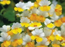 Sunsatia 'Banana' - piękna kuzynka nemezji dorasta do 30 cm wysokości. Uszczykiwana mocno się krzewi Sunsatia 'Banana' - piękna kuzynka nemezji dorasta do 30 cm wysokości. Uszczykiwana mocno się krzewi