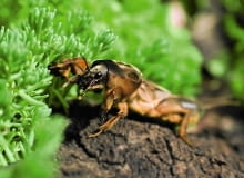 Turkuć podjadek jest dużym owadem. Jego ciało osiąga długość ok. 6 cm Turkuć podjadek jest dużym owadem. Jego ciało osiąga długość ok. 6 cm