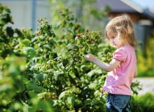 Choroby i szkodniki krzewów owocowych Choroby i szkodniki krzewów owocowych