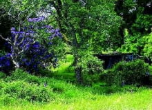 Aby móc wyciąć stare drzewa na działce bez narażania się na dotkliwe kary pieniężne, trzeba najpierw uzyskać zezwolenie z urzędu Aby móc wyciąć stare drzewa na działce bez narażania się na dotkliwe kary pieniężne, trzeba najpierw uzyskać zezwolenie z urzędu