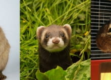 Chomik, fretka, koszatniczka