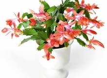 Grudnik (kaktus bożonarodzeniowy, szlumbergera) to prawdziwy oryginał z Brazylii. Nie dość, że jest epifitem - rośnie na pniach drzew - to w dodatku kwitnie zimą. Kwiaty (różowe, łososiowe lub czerwone) mogą się pojawić ponownie o innej porze roku.