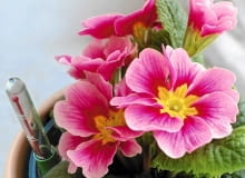 Metodą hydroponiczną możemy uprawiać zarówno gatunki kwitnące, jak i te o dekoracyjnych liściach Metodą hydroponiczną możemy uprawiać zarówno gatunki kwitnące, jak i te o dekoracyjnych liściach