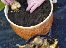 27.06.2007 WARSZAWA , SESJA SADZENIE CEBULEK JESIEN SADZENIE ROSLIN CEBULOWYCH , DONICZKA DLA CZASOPISMA OGRODY FOT. ARKADIUSZ SCICHOCKI / AGENCJA GAZETA PUBLIKACJA OGRODY NR 9 (101) - 9 2007 SLOWA KLUCZOWE: OGRODNICTWO ROSLINY ZDJĘCIE DO WKŁADKI: PUBLIKACJA OGRODY NR 9 (101) - CZASOPISMA