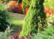 Zdeformowany, przekrzywiony iglak