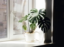 monstera monstera w oknie