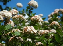 Kalina angielska (Viburnum ×carlcephalum).