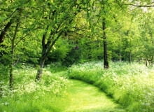 Ścieżki w leśnym ogrodzie. Tam gdzie jest więcej światła, można utrzymywać dziką łąkę, którą ścina się dwa razy w sezonie, strzygąc krótko kosiarką jedynie trakt spacerowy Ścieżki w leśnym ogrodzie. Tam gdzie jest więcej światła, można utrzymywać dziką łąkę, którą ścina się dwa razy w sezonie, strzygąc krótko kosiarką jedynie trakt spacerowy