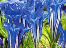 ODMIANA MIESZAŃCOWA 'BLUE SILK' ODMIANA MIESZAŃCOWA 'BLUE SILK'