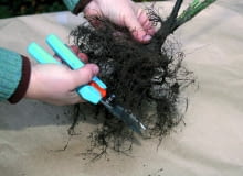 Krok 1. Jesienią w sprzedaży są sadzonki szczepionych odmian róż z tzw. gołym korzeniem, dobrej jakości, a przy tym tanie. Można je sadzić od końca września aż do pierwszego mrozu. Korzenie takiej róży jak najszybciej po zakupie wstawiamy do wody na 3-5 godziny i ustawiamy w cieniu. Następnie przycinamy jej wierzchołki, aby pobudzić roślinę do wzrostu. Jesienią w sprzedaży są sadzonki szczepionych odmian róż z tzw. gołym korzeniem, dobrej jakości, a przy tym tanie. Można je sadzić od końca września aż do pierwszego mrozu. Korzenie takiej róży jak najszybciej po zakupie wstawiamy do wody na 3-5 godziny i ustawiamy w cieniu. Następnie przycinamy jej wierzchołki, aby pobudzić roślinę do wzrostu.