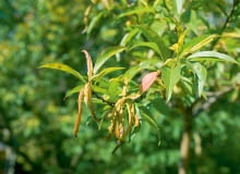 Mszyce. Objawy. Liście wierzchołkowe skręcają się, żółkną lub czerwienieją, widać też żerujące jasnozielone mszyce i ich larwy. Pędy zasychają. Mszyce przenoszą też choroby wirusowe. Zabiegi. Wykonujemy opryskiwanie zimowe preparatem olejowym, np. Promanal 012 AL, a przed kwitnieniem stosujemy Decis Ogród 015 EW lub Karate Zeon 050 CS. Zabiegi te zwalczą także zwójki i gąsienice zjadające liście. Niszczenie mszyc zapobiega szarce. SONY DSC8BIM%WuX`z8BIM:=printOutputPstSboolInteenumInteClrmprintSixteenBitboolprinterNameTEXT(Dell 5330dn Mono Laser Printer (DAN001)printProofSetupObjcUstawienie prbyproofSetupBltnenumbuiltinProofproofCMYK8BIM;