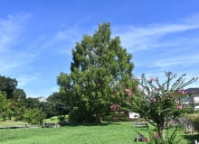 Metasekwoja chińska Metasekwoja chińska