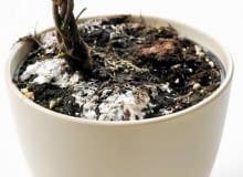 Grzybnia na powierzchni ziemi w doniczce