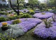 Wiosną ogródek pokrywają dywany kwitnących na liliowo floksów szydlastych. Wiosną ogródek pokrywają dywany kwitnących na liliowo floksów szydlastych.