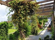 ogród, urządzamy ogród, projekt ogrodu OGROD , PERGOLA , WICIOKRZEW BROWNA ( LONICERA X BROWNII ) GOLDEN TRUMPET , KWIATYFOT. LILIANNA SOKOLOWSKAPUBLIKACJA OGRODY NR 3 (143) - 3 2011PUBLIKACJA OGRODY NUMER SPECJALNY 1/2012 - OGROD MARZEN - 5 2012
