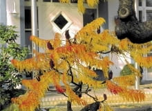 Odmiana 'Dissecta', inaczej 'Laciniata'. Zwana jest też strzępolistną ze względu na głęboko powcinane liście. Osiąga 2-3 m wysokości. Szeroko się rozrasta, pochylając pień i rozkładając gałęzie po ziemi. Na zdjęciu stary, mocno przycinany okaz w jesiennej szacie. ONE TIME USE ONLY DO JEDNORAZOWEGO UZYCIA JEZIORKO WODA STAW ZBIORNIK WODNY OCZKO WODNE WEJSCIE DO DOMU SUMAK OCTOWIEC RHUS TYPHINA DISECTA FOT. OASE PUBLIKACJA KWIETNIK NR 10 (130) - 10.2005 SLOWA KLUCZOWE: ROSLINY DRZEWA WODA OGRODY