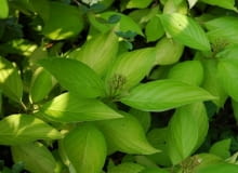 Dereń kanadyjski Dereń kanadyjski