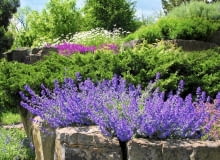 Kocimiętka i inne kwiaty kwitnące całe lato Kocimiętka i inne kwiaty kwitnące całe lato