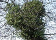 Na tym starym orzechu rośnie bluszcz, który wytworzył zimozieloną koronę. ROSLINY DRZEWA PNACZA BLUSZCZ HEDERA HELIX FOT. WIESLAW GAWRYS PUBLIKACJA KWIETNIK NR 10 (154) - 10 2007 SLOWA KLUCZOWE: ROSLINY DRZEWA ZDJĘCIE DO WKŁADKI: PUBLIKACJA KWIETNIK NR 10 (154) - CZASOPISMA