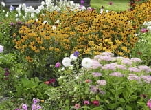 Typowo jesienny zestaw bylin tworzą rozchodnik okazały, rudbekia lśniąca 'Goldsturm', jednoroczna cynia i astry chińskie 29.08.2003 GORAJEC ZASTAWIE WOJEWODZTWO LUBELSKIE OGROD PRYWATNY WLASCICIEL JOANNA KWAPISZ WIEJSKI OGRODEK ROSLINY JEDNOROCZNE BYLINY DOM DREWNO ROZCHODNIK OKAZALY SEDUM SPECTABILE RUDBEKIA ASTER CYNIA ZINNIA FOT. PAWEL SLOMCZYNSKI AGENCJA GAZETA SLOWA KLUCZOWE: OGRODY ROSLINY