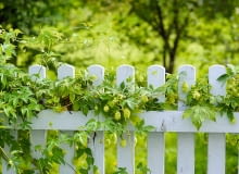 Chmiel zwyczajny może wspinać się na płoty, słupy a także drzewa i krzewy. W ciągu sezonu jego pędy przyrastają 4-6 m. Chmiel zwyczajny może wspinać się na płoty, słupy a także drzewa i krzewy. W ciągu sezonu jego pędy przyrastają 4-6 m.