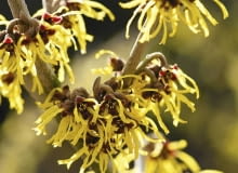 WESTERSTEDE' HAMAMELIS 'WESTERSTEDE' SLOWA KLUCZOWE: Baum Hamamelis Hamamelisgew⠰chs Pflanze Winter Zaubernuss Zaubernussgewaechse Zaubernussgew⠰chse bl´hend gelb