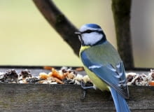 Karmniki dla ptaków. Dokarmiając ptaki mamy szansę zobaczyć wiele pięknych gatunków Karmniki dla ptaków. Dokarmiając ptaki mamy szansę zobaczyć wiele pięknych gatunków