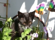 Kot na balkonie. Młode koty lubią wylegiwać się w donicach z kwiatami Kot na balkonie.