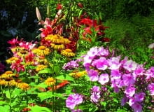 Kolorystyczne kompozycje na rabatach godne największych mistrzów pedzla: tu omany, lilie i floksy.