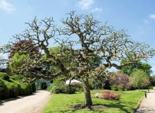 SOFORA JAPOŃSKA, inaczej perełkowiec lub szupin, miewa pięknie powyginane gałęzie