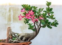 Adenium (Adenium) bonsai Adenium (Adenium) bonsai
