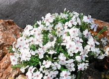 Floks 'Amazing Grace' Floks 'Amazing Grace'