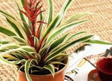 27.07.2006 WARSZAWA DLA KWIETNIIK SESJA ROSLINY DONICZKOWE OWOCOWE ROSLINA DONICZKOWA ANANAS FOT. LUKASZ ZANDECKI / AGENCJA GAZETA SLOWA KLUCZOWE: ROSLINY