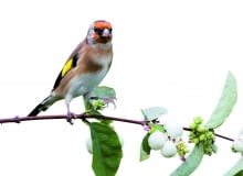 Nasionami śnieguliczek żywią się ptaki. Jesienią wydziobują je z owoców szczygły (na zdjęciu), a zimą kosy, dzwońce, wróble i mazurki zbierają je z ziemi. Kulkami, które rozdeptywane głośno pstrykają, lubią bawić się dzieci. Ale uwaga, owoce śnieguliczek są trujące! Zjedzone powodują mdłości i majaczenie. Nasionami śnieguliczek żywią się ptaki. Jesienią wydziobują je z owoców szczygły (na zdjęciu), a zimą kosy, dzwońce, wróble i mazurki zbierają je z ziemi. Kulkami, które rozdeptywane głośno pstrykają, lubią bawić się dzieci. Ale uwaga, owoce śnieguliczek są trujące! Zjedzone powodują mdłości i majaczenie.