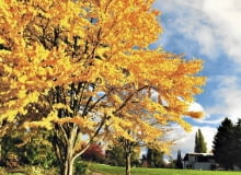 Grujeczniki słyną z pięknych jesiennych przebarwień liści na żółto, pomarańczowo, łososiowo lub czerwono. Grujeczniki słyną z pięknych jesiennych przebarwień liści na żółto, pomarańczowo, łososiowo lub czerwono.