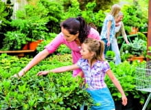 Wybierajmy rośliny w dobrej kondycji: bez plam i przebarwień, bez uszkodzeń mechanicznych oraz objawów więdnięcia - zdrowe, żywotne i dorodne.