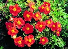 Kwiaty po rozwinięciu są czerwone lub czerwonopomarańczowe, w miarę kwitnienia bledną. natomiast te rozwijające się w drugiej połowie lata są pomarańczowożółte. Potentilla fruiticosa