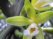 wanilia- storczyk commons.wikimedia