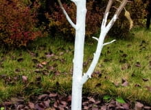 Powtarzamy bielenie pni drzew owocowych rosnących w nasłonecznionych miejscach Powtarzamy bielenie pni drzew owocowych rosnących w nasłonecznionych miejscach