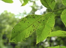 Antraknoza orzecha włoskiego Antraknoza orzecha włoskiego