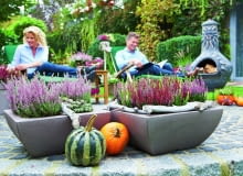 Wrzosy najokazalej wyglądają posadzone w grupie. Tworzą wtedy mocny barwny akcent. Wrzosy najokazalej wyglądają posadzone w grupie. Tworzą wtedy mocny barwny akcent.