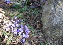 Rośliny w obiektywie Rośliny w obiektywie