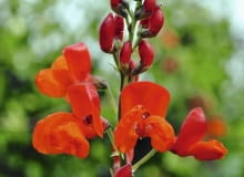 fasola wielokwiatowa w gronie może mieć ponad 20 kwiatków, górny ich płatek to tzw. żagielek, boczne tworzą 'łódeczkę'.