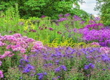 Na rabacie bylinowej (a także pod krzewy i młode drzewa liściaste) stosujemy nawóz jesienny do roślin ogrodowych. Roślin, które zaczęły żółknąć, już nie zasilamy. @Asters provide the foundation to the colourful autumn flower bed