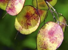 miesiącznica Samenstand des einj hrigen Silberblatts (Lunaria annua) SLOWA KLUCZOWE: Close-up einj hrig Garten Lunaria annua Pflanzen Samenstand Silberblatt Hochformat