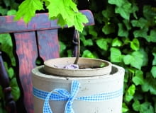 Klon pospolity w doniczce można formować cięciem (lepiej nie używać środków skarlających bo są szkodliwe dla ludzi). Klon pospolity w doniczce można formować cięciem (lepiej nie używać środków skarlających bo są szkodliwe dla ludzi).