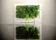 Zawsze świeże. W kuchennym ogródku warto posadzić zioła i rośliny przyprawowe, by mieć je zawsze pod ręką. Tutaj rosną m.in. pietruszka naciowa, majeranek i mięta. Zawsze świeże. W kuchennym ogródku warto posadzić zioła i rośliny przyprawowe, by mieć je zawsze pod ręką. Tutaj rosną m.in. pietruszka naciowa, majeranek i mięta.