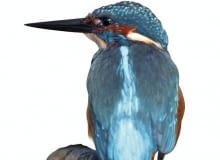 Grzbiet i głowa zimorodka mają piękny turkusowy kolor