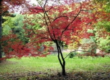 KLONY PALMOWE mają ażurowe, lekkie korony, a jesienią ich liście pięknie się przebarwiają. KLONY PALMOWE mają ażurowe, lekkie korony, a jesienią ich liście pięknie się przebarwiają.